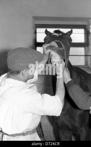 Dresden, DDR, sieht Pferdezahnart Arthur MacManus ins Maul eines Pferdes Stockfoto