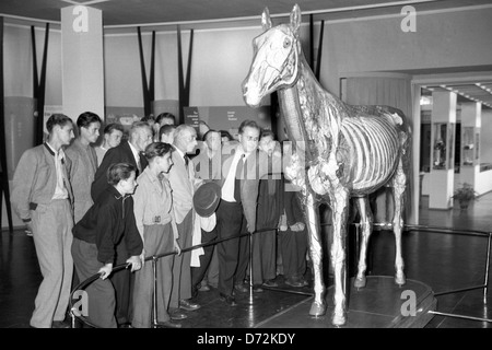 Dresden, DDR, Schulklasse befasst sich mit dem Glas Pferd in das Deutsche Hygiene-Museum Stockfoto