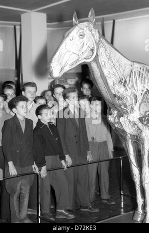 Dresden, DDR, Schulklasse befasst sich mit dem Glas Pferd in das Deutsche Hygiene-Museum Stockfoto