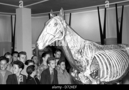 Dresden, DDR, Schulklasse befasst sich mit dem Glas Pferd in das Deutsche Hygiene-Museum Stockfoto