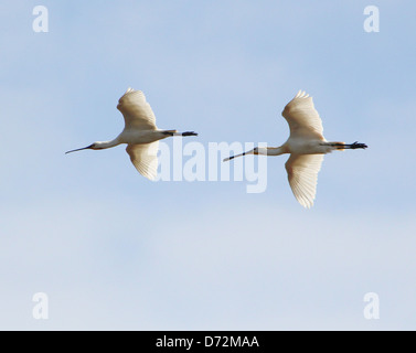 Zwei eurasische Löffler (Platalea Leucorodia) während des Fluges, Formationsflug Stockfoto