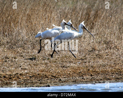 Gruppe von eurasische Löffler (Platalea Leucorodia) Stockfoto