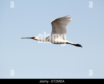 Ausführlichen schließen sich von eine eurasische Löffler (Platalea Leucorodia) im Flug Stockfoto