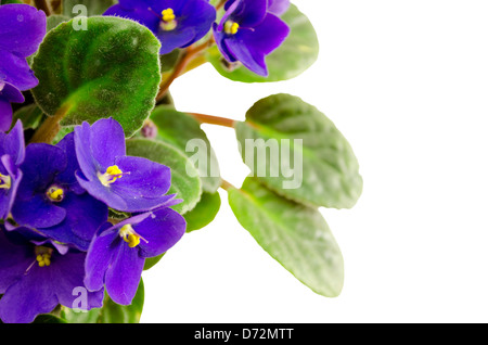 African Violet Blumen- und leuchtend grünen Blättern isoliert auf weißem Hintergrund (Lot. Saintpaulia)