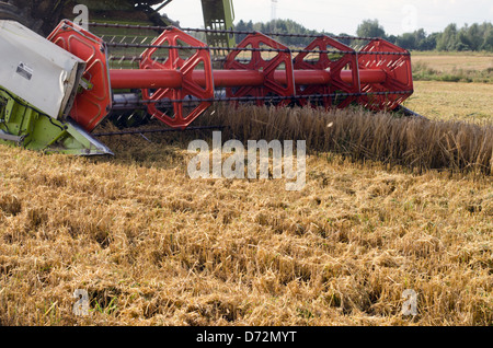 Nahaufnahme von kombinieren Maschine Traktor Ausrüstung Ernte Weizen im Bereich der Landwirtschaft. Stockfoto