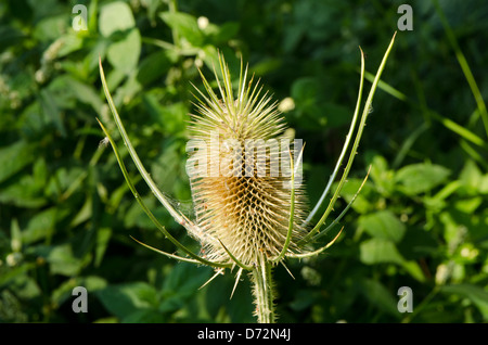 Dornen der trockene Distel Pflanze im Herbst. Stockfoto