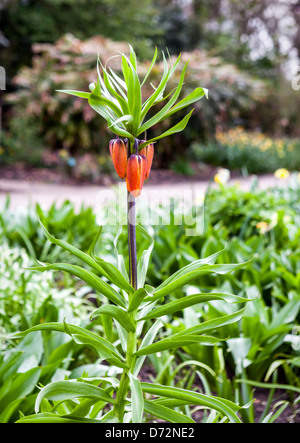 Große orange Fritillary Knospe, Fritillaria Imperialis, Wisley RHS Garden Stockfoto