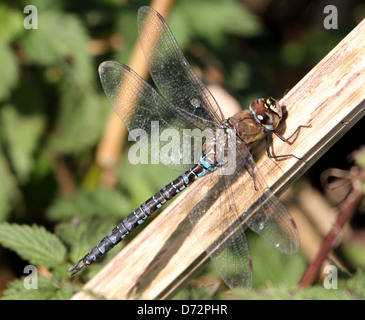 Detaillierte Makro Bild einer Migrantin Hawker-Libelle (Aeshna Mixta) ruhen und posiert Stockfoto