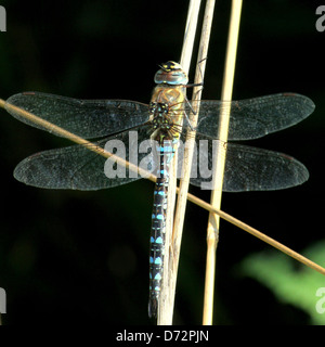 Detaillierte Makro Bild einer Migrantin Hawker-Libelle (Aeshna Mixta) ruhen und posiert Stockfoto