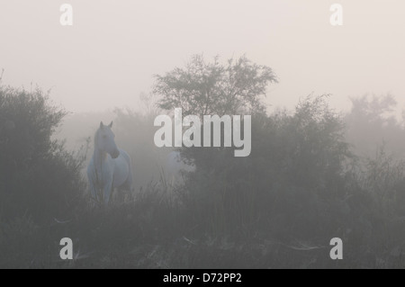 Weißen Camargue-Pferd stehend zwischen den Bäumen im Morgennebel Stockfoto