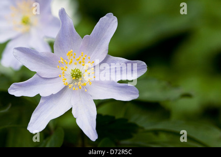 Anemone nemorosa im Wald. Holzanemone. Stockfoto