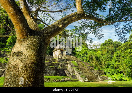 Ein Tempel in der zerstörten Maya-Stadt Palenque, umrahmt von einem Baum in Mexiko Stockfoto