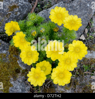Frühling Adonis Pheasan Auge gelb Frühlingsblumen Nahaufnahme Adonis vernalis Stockfoto