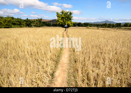 Ein schmaler, erhöhter Schmutz Pfad führt durch die Reisfelder in der Nähe von Seite 3 in Plain of Jars, Laos. Stockfoto