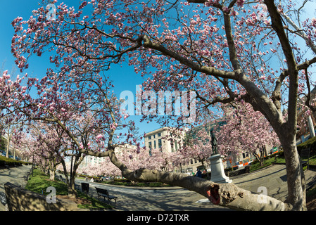 Tulpen-Magnolien im Frühjahr blühen in Rawlins Park im nordwestlichen Washington DC. Die Statue von der Park seinen Namen bekommt ist von Generalmajor John A. Rawlins, Berater, Ulysses S. Grant. Stockfoto