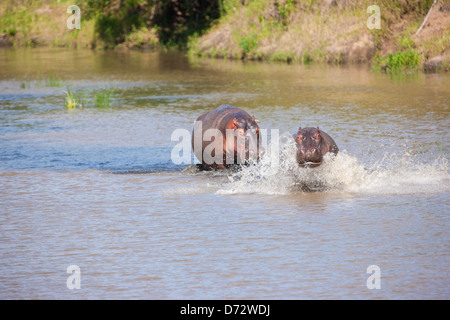 Flusspferde waten durch Fluss spielen Stockfoto