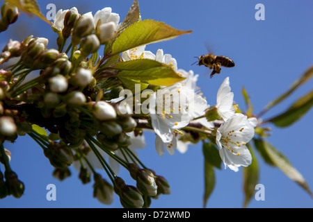 Honigbiene fliegt auf einem Zweig im Frühjahrsbaum Stockfoto