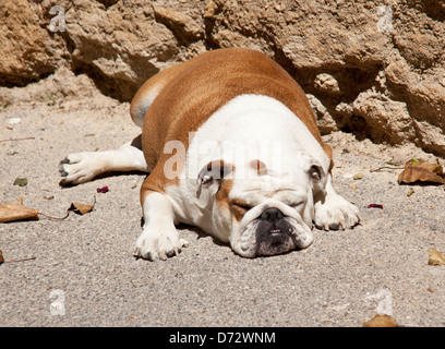 Ansouis, Frankreich, eine englische Bulldogge in der Sonne liegen und schläft Stockfoto