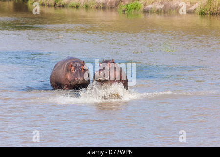 Flusspferde waten durch Fluss spielen Stockfoto