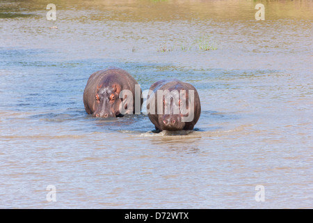 Flusspferde waten durch Fluss Stockfoto