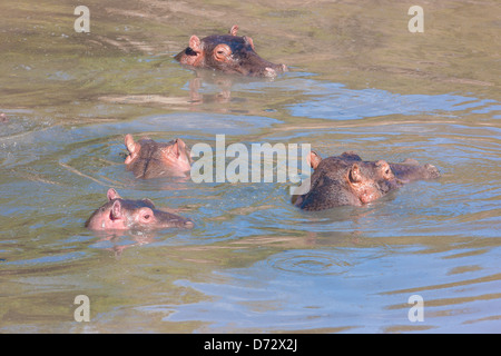 Familie der Flusspferde Baden im Fluss Stockfoto
