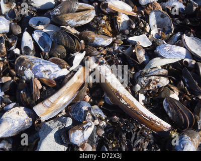 Atlantische Klappmesser Clam, Nerites und Muscheln, tot an der Küste des Oslo-Fjords von Ebbe Stockfoto