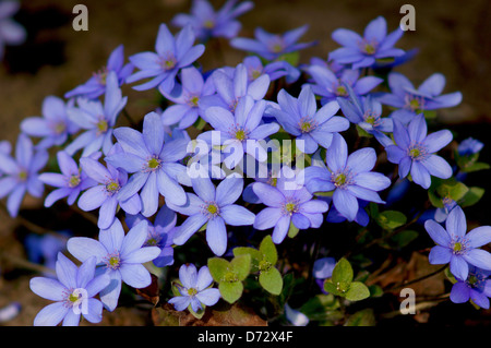 Lebermoos blauen Frühlingsblumen Hepatica nobilis Stockfoto