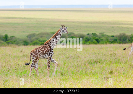 Junge Giraffe Stockfoto