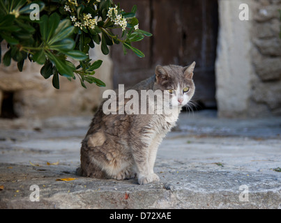 Bonnieux, Frankreich, sitzt eine Katze im Schatten Stockfoto