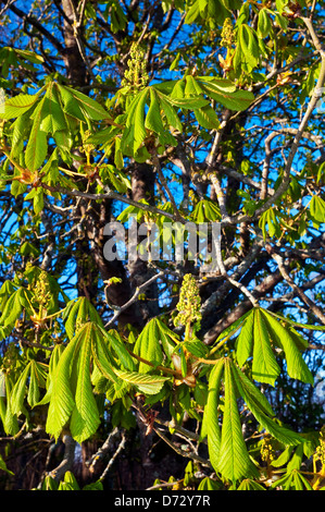 Neue Rosskastanie / Aesculus Hippocastanum Blätter und Blüten - Frankreich. Stockfoto