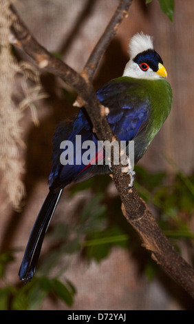 Weiße Crested Turaco (Tauraco Leucolophus) Stockfoto