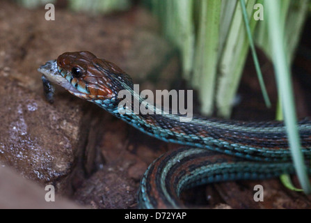 San Francisco Garter Snake (Thamnophis Sirtalis Tetrataenia) Fisch zu essen Stockfoto