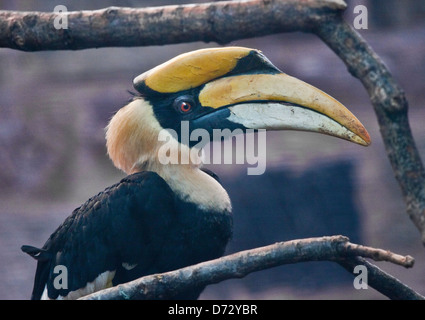 Großes Hornbill (Buceros Bicornis) Stockfoto