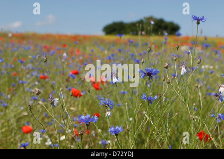 Bad Saulgau, Deutschland, blühende Sommerwiese Stockfoto