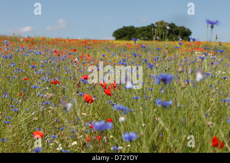 Bad Saulgau, Deutschland, blühende Sommerwiese Stockfoto