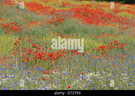 Bad Saulgau, Deutschland, blühende Sommerwiese Stockfoto