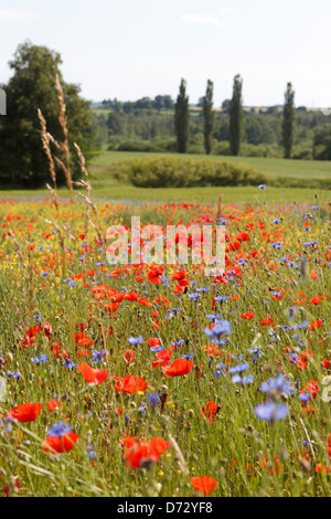 Bad Saulgau, Deutschland, blühende Sommerwiese Stockfoto