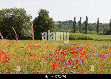 Bad Saulgau, Deutschland, blühende Sommerwiese Stockfoto