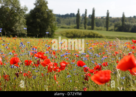 Bad Saulgau, Deutschland, blühende Sommerwiese Stockfoto