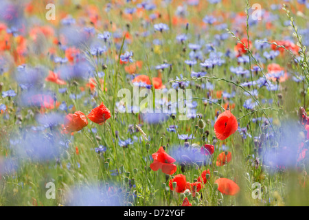 Bad Saulgau, Deutschland, blühende Sommerwiese Stockfoto