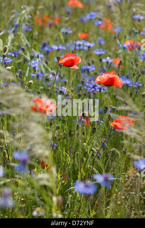 Bad Saulgau, Deutschland, blühende Sommerwiese Stockfoto