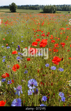 Bad Saulgau, Deutschland, blühende Sommerwiese Stockfoto