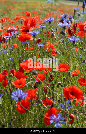 Bad Saulgau, Deutschland, blühende Sommerwiese Stockfoto