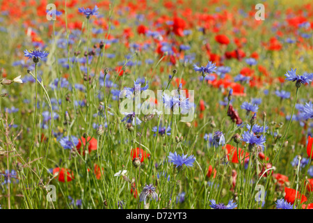 Bad Saulgau, Deutschland, blühende Sommerwiese Stockfoto