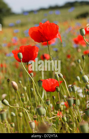 Bad Saulgau, Deutschland, blühende Sommerwiese Stockfoto