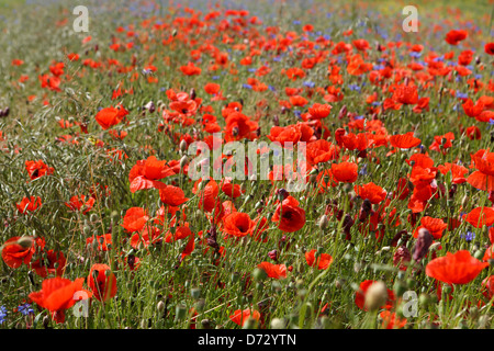 Bad Saulgau, Deutschland, blühende Sommerwiese Stockfoto