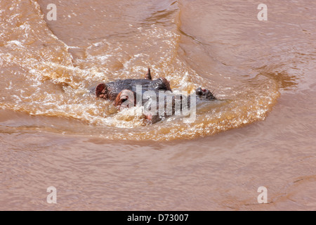 Nilpferd Halbüberspülte Baden im Fluss Stockfoto