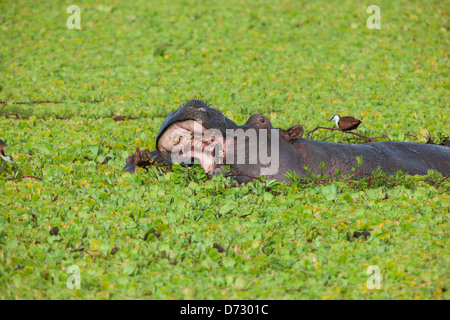 Flusspferd mit offenem Mund Stockfoto