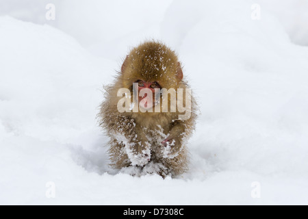 Japanische Snow Monkey Baby auf Schnee, Nagano, Japan Stockfoto