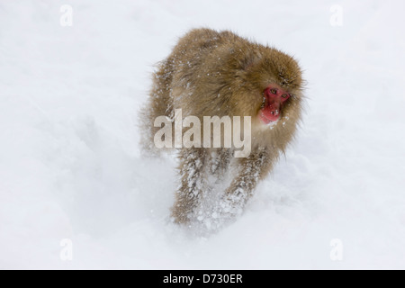 Japanische Snow Monkey auf Schnee, Nagano, Japan Stockfoto